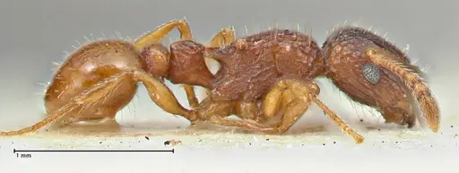 Tetramorium fuscipes - FOCOL2840-2