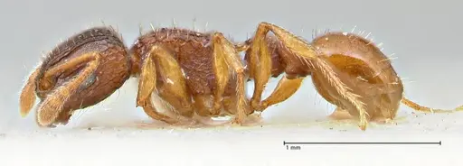 Tetramorium fuscipes - FOCOL2840-2