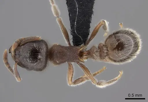 Tetramorium gabonense specimen