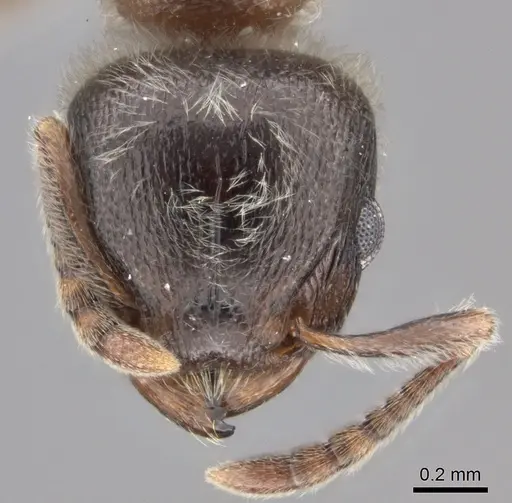 Tetramorium gabonense specimen