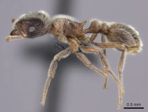 Tetramorium gabonense specimen