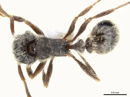 Tetramorium gabonense - CASENT0217073