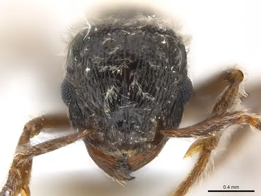 Tetramorium gabonense - CASENT0217073