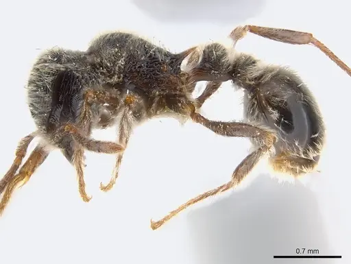 Tetramorium gabonense - CASENT0217073