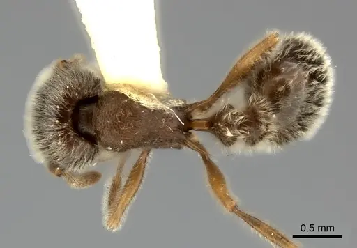 Tetramorium gabonense - CASENT0217968