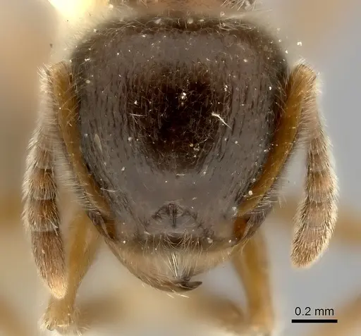 Tetramorium gabonense - CASENT0217968