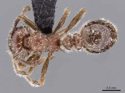 Tetramorium gabonense - CASENT0909087