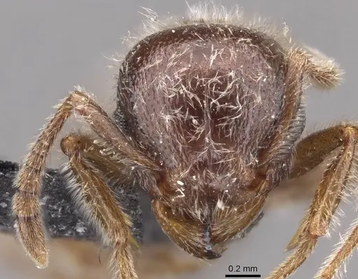 Tetramorium gabonense - CASENT0909087