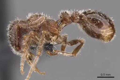 Tetramorium gabonense - CASENT0909087
