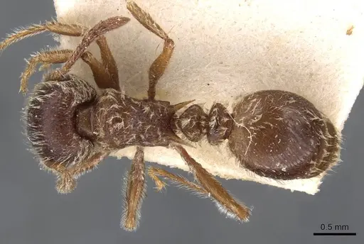 Tetramorium gabonense - CASENT0909088