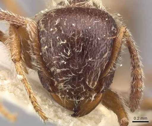 Tetramorium gabonense - CASENT0909088