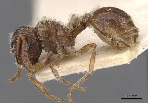 Tetramorium gabonense - CASENT0909088
