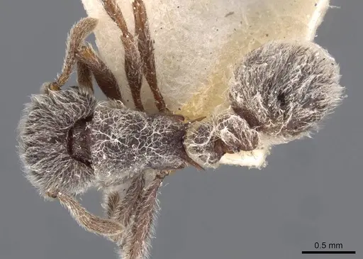 Tetramorium gabonense - CASENT0909091