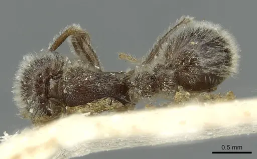 Tetramorium gabonense - CASENT0915013