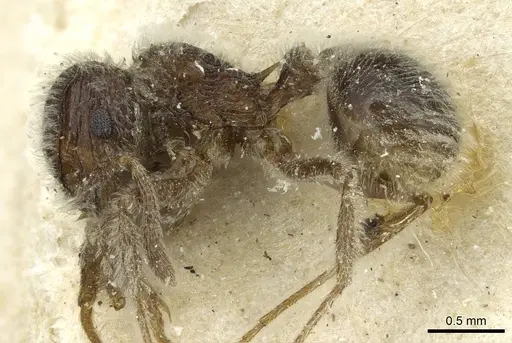 Tetramorium gabonense - CASENT0915013