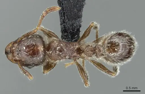 Tetramorium gabonense - CASENT0915014
