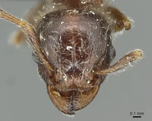 Tetramorium gabonense - CASENT0915014