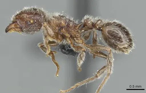 Tetramorium gabonense - CASENT0915014