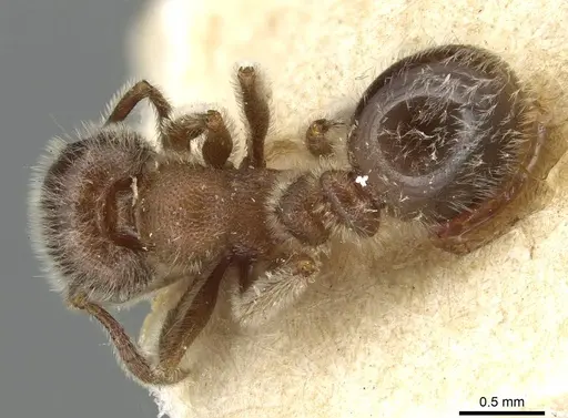 Tetramorium gabonense - CASENT0915428