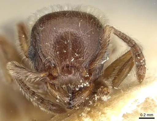 Tetramorium gabonense - CASENT0915428