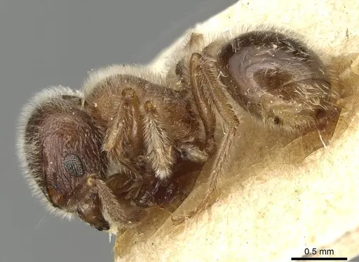 Tetramorium gabonense - CASENT0915428