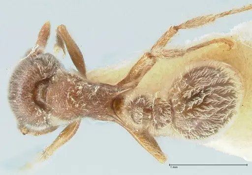 Tetramorium gabonense - FOCOL2048