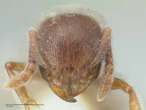 Tetramorium gabonense - FOCOL2048