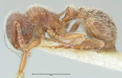 Tetramorium gabonense - FOCOL2048