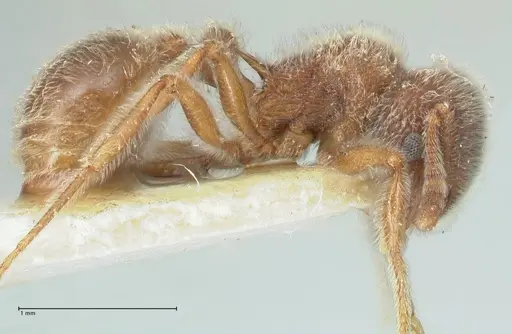 Tetramorium gabonense - FOCOL2048