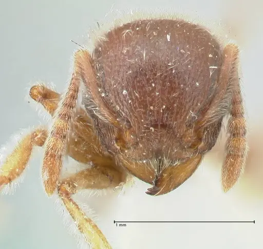 Tetramorium gabonense - FOCOL2049