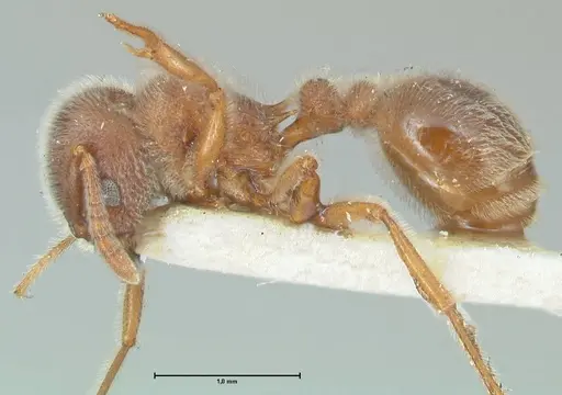 Tetramorium gabonense - FOCOL2049