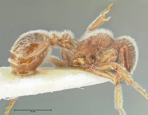 Tetramorium gabonense - FOCOL2049