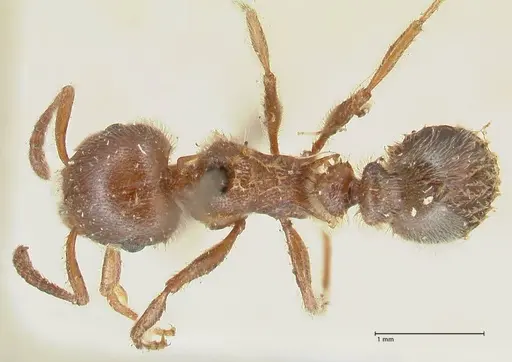 Tetramorium gabonense - FOCOL2050