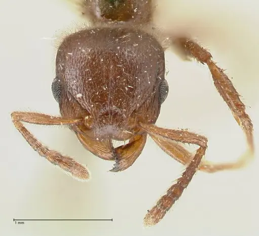 Tetramorium gabonense - FOCOL2050