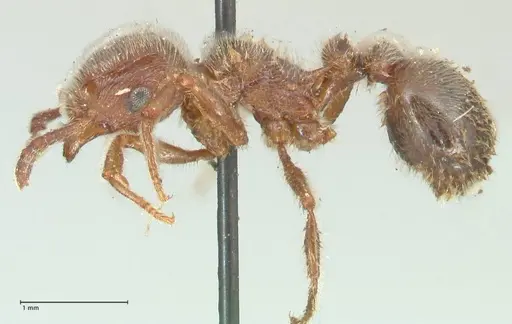 Tetramorium gabonense - FOCOL2050