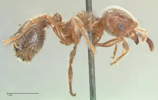 Tetramorium gabonense - FOCOL2050