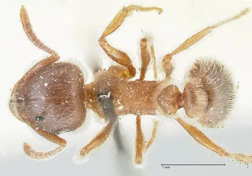 Tetramorium gabonense - FOCOL2051