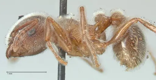 Tetramorium gabonense - FOCOL2051