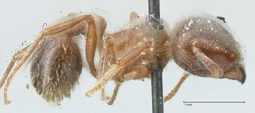 Tetramorium gabonense - FOCOL2051