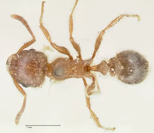 Tetramorium gabonense - FOCOL2052