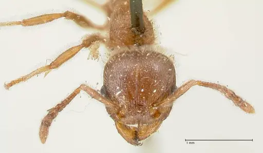 Tetramorium gabonense - FOCOL2052