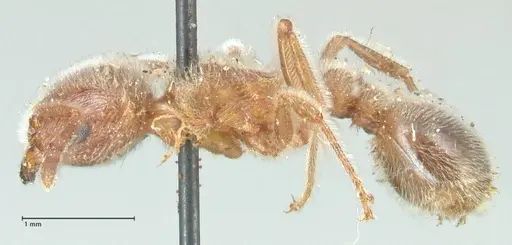 Tetramorium gabonense - FOCOL2052