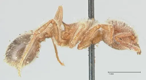 Tetramorium gabonense - FOCOL2052
