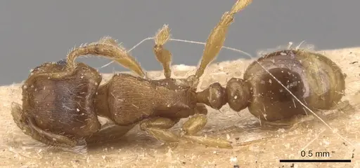 Tetramorium galaticum specimen