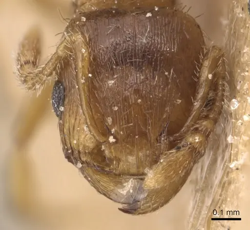 Tetramorium galaticum specimen