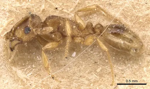 Tetramorium galaticum specimen