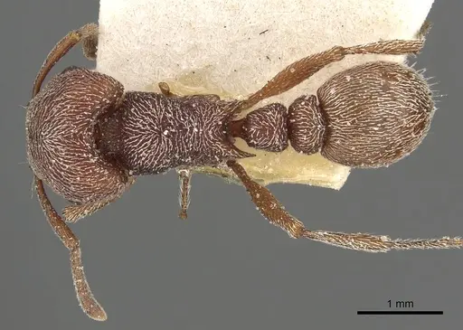 Tetramorium galoasanum specimen