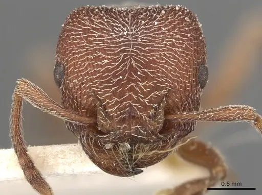 Tetramorium galoasanum specimen