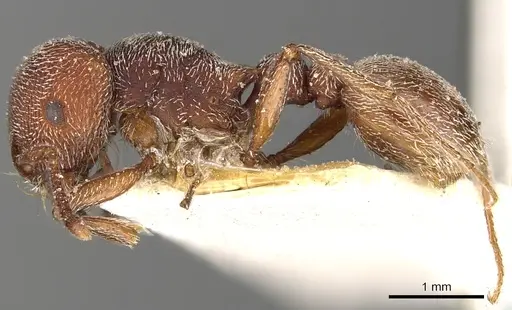 Tetramorium galoasanum specimen