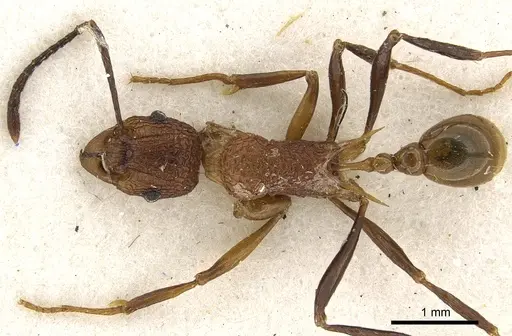 Tetramorium gambogecum specimen